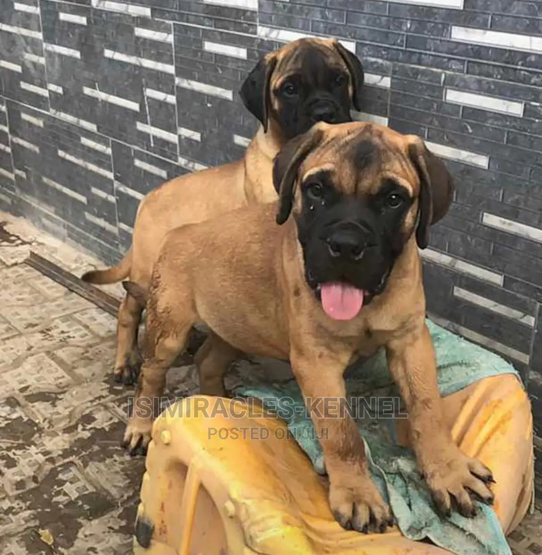 1-3 months Male Purebred Bullmastiff
