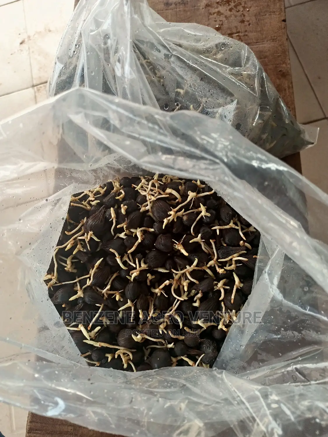 Hybrid Malesia Supergene Palm Seed