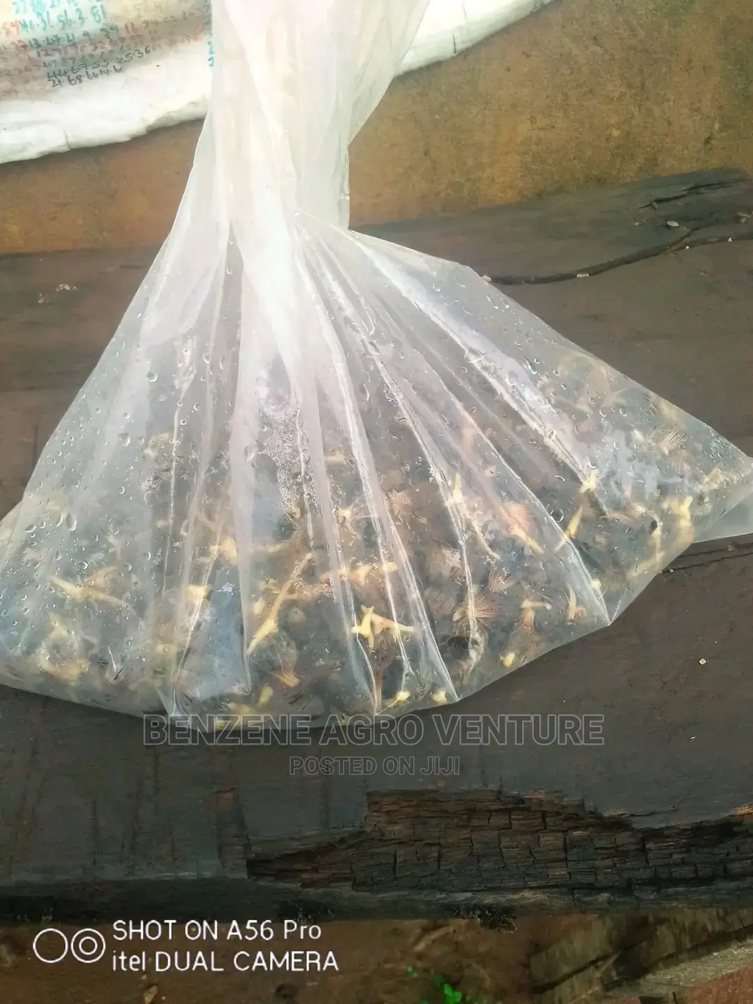 Hybrid Malesia Supergene Palm Seed