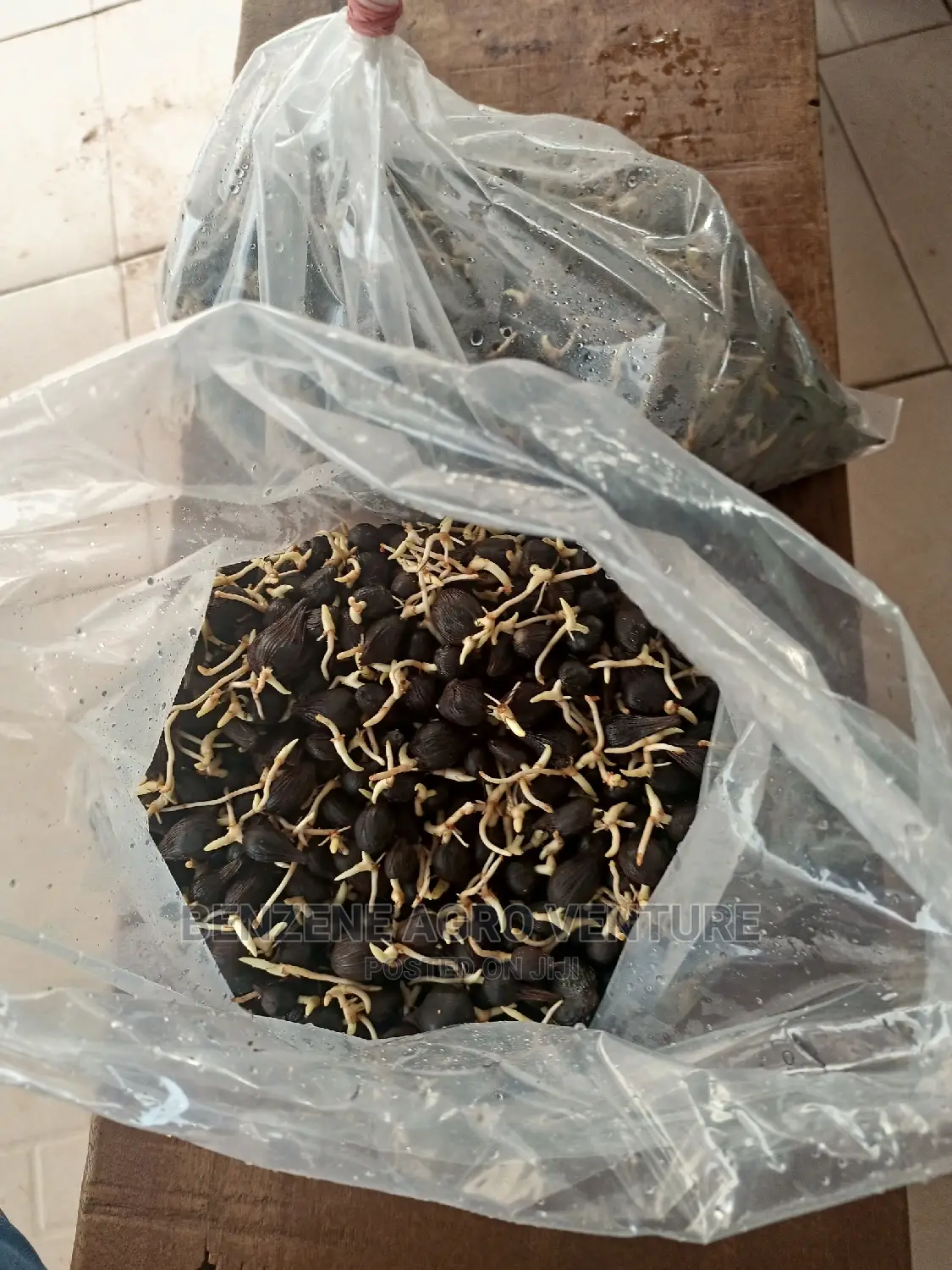 Hybrid Malesia Supergene Palm Seed