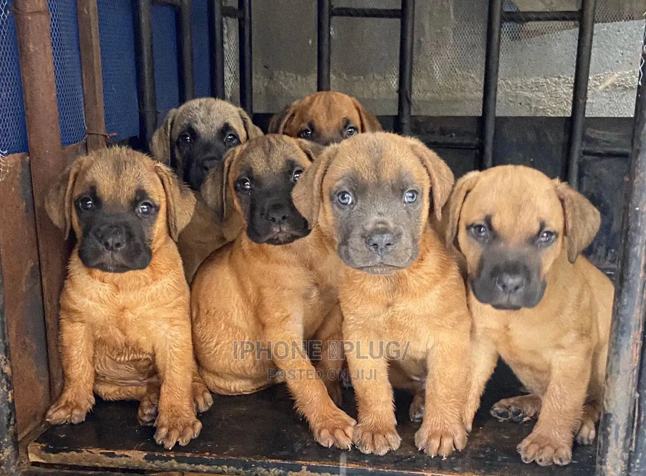 1-3 months Male Purebred Boerboel