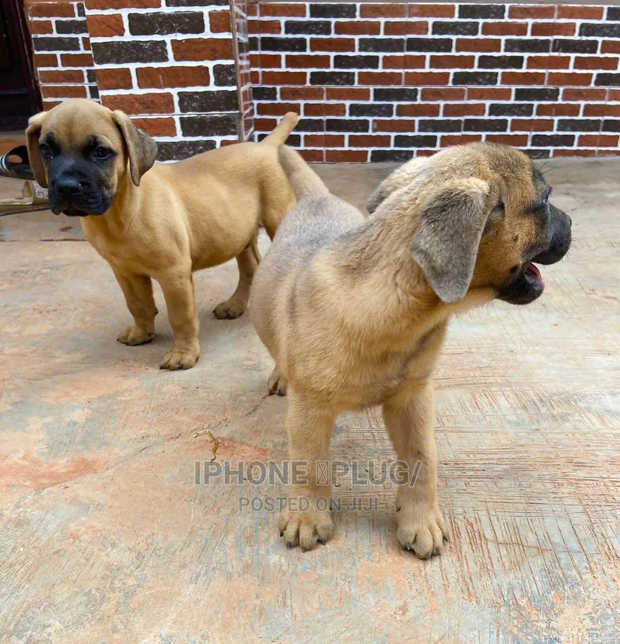1-3 months Male Purebred Boerboel
