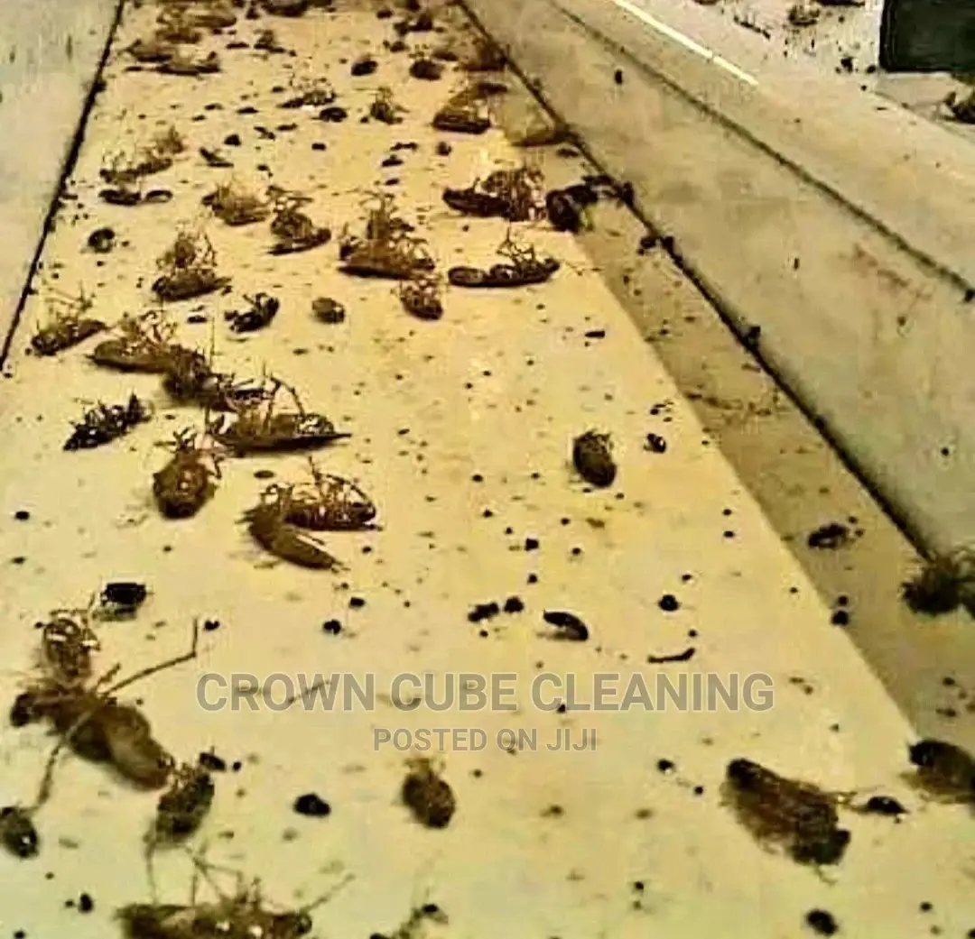 Pest Fumigation Services. Call Us Now
