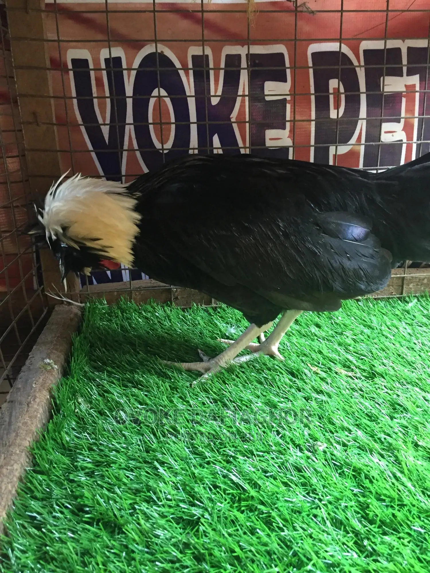 Amiable Polish Rooster