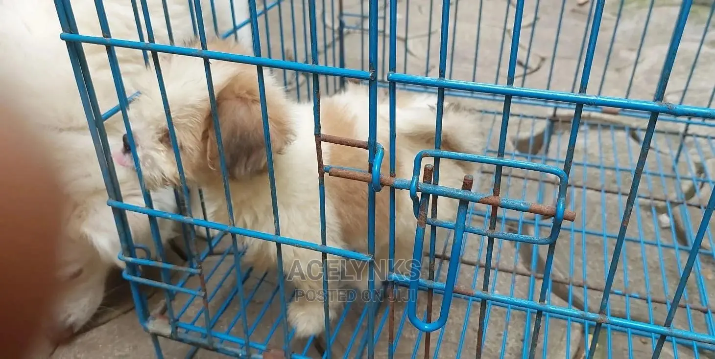 1-3 months Male Purebred Lhasa Apso