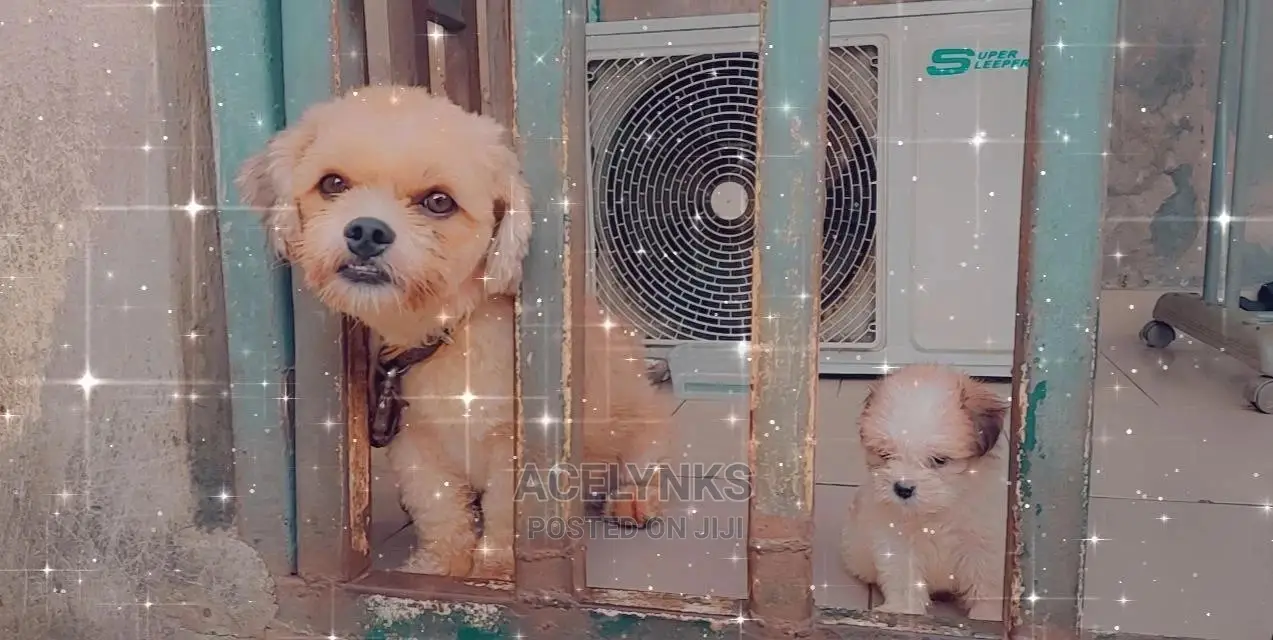 1-3 months Male Purebred Lhasa Apso