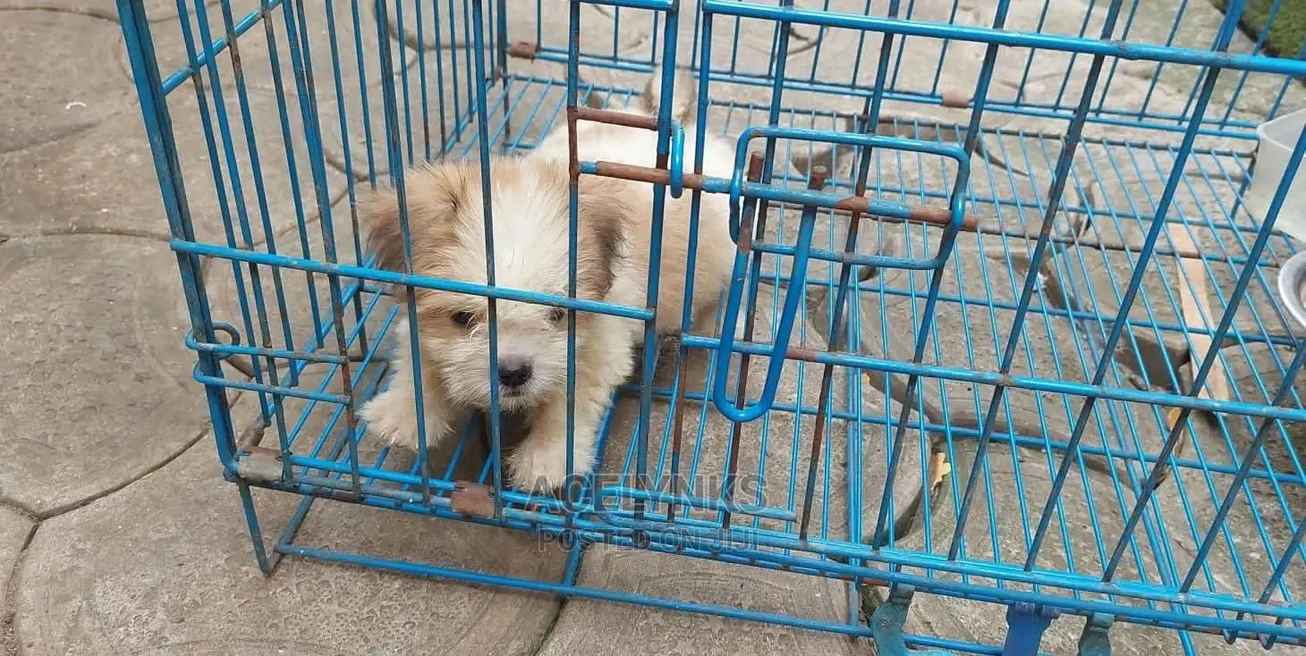 1-3 months Male Purebred Lhasa Apso