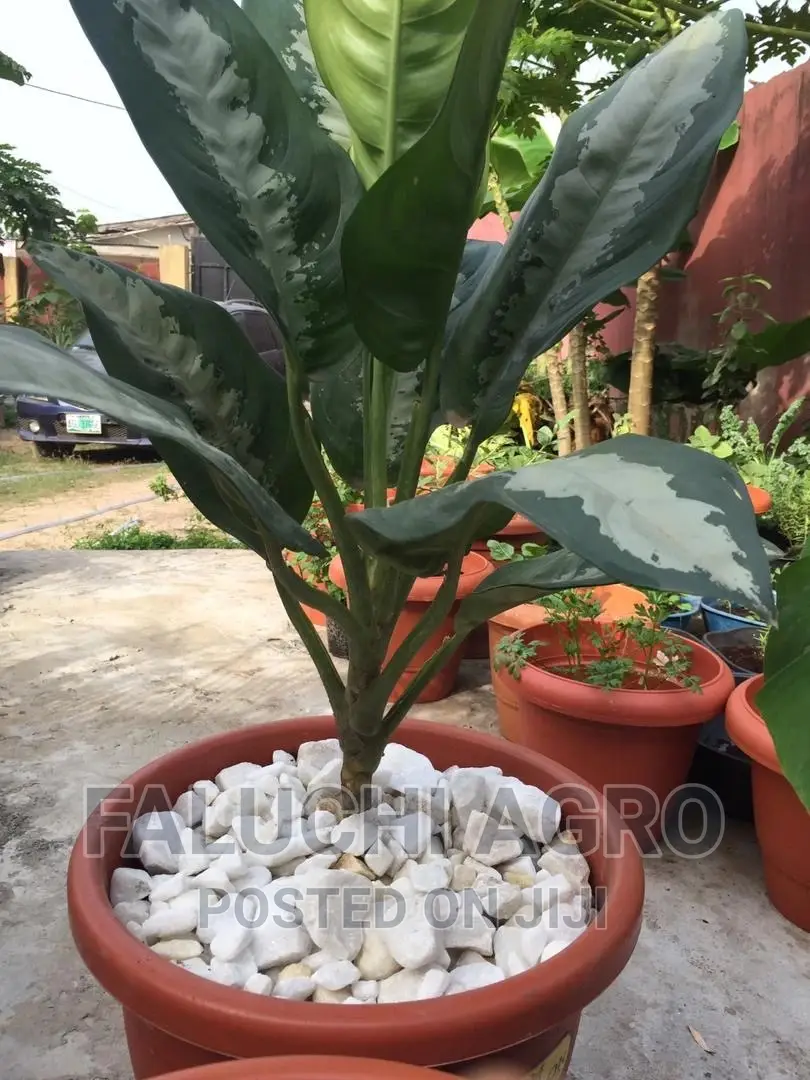 Potted Flowers (Natural)