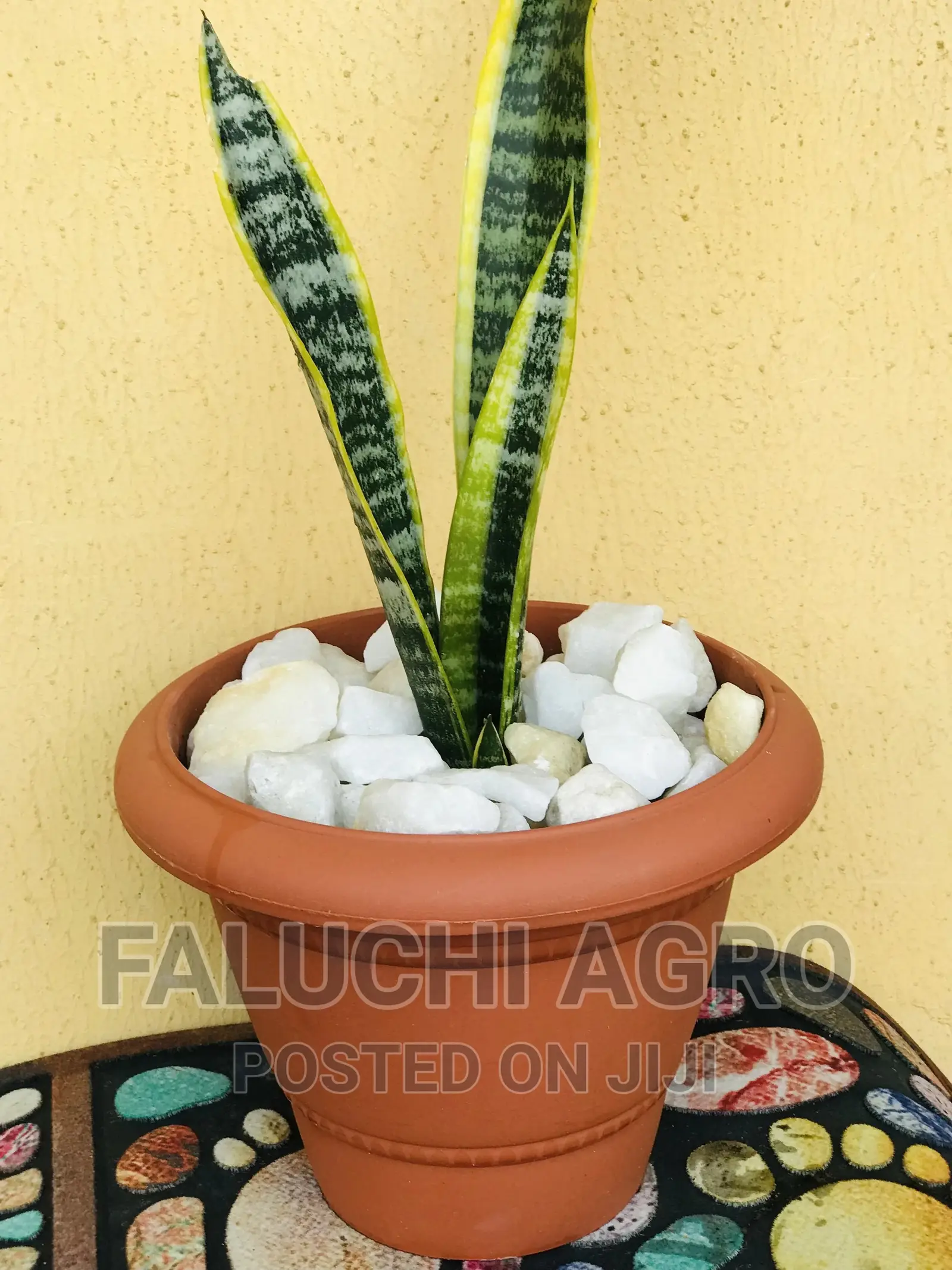 Potted Flowers (Natural)