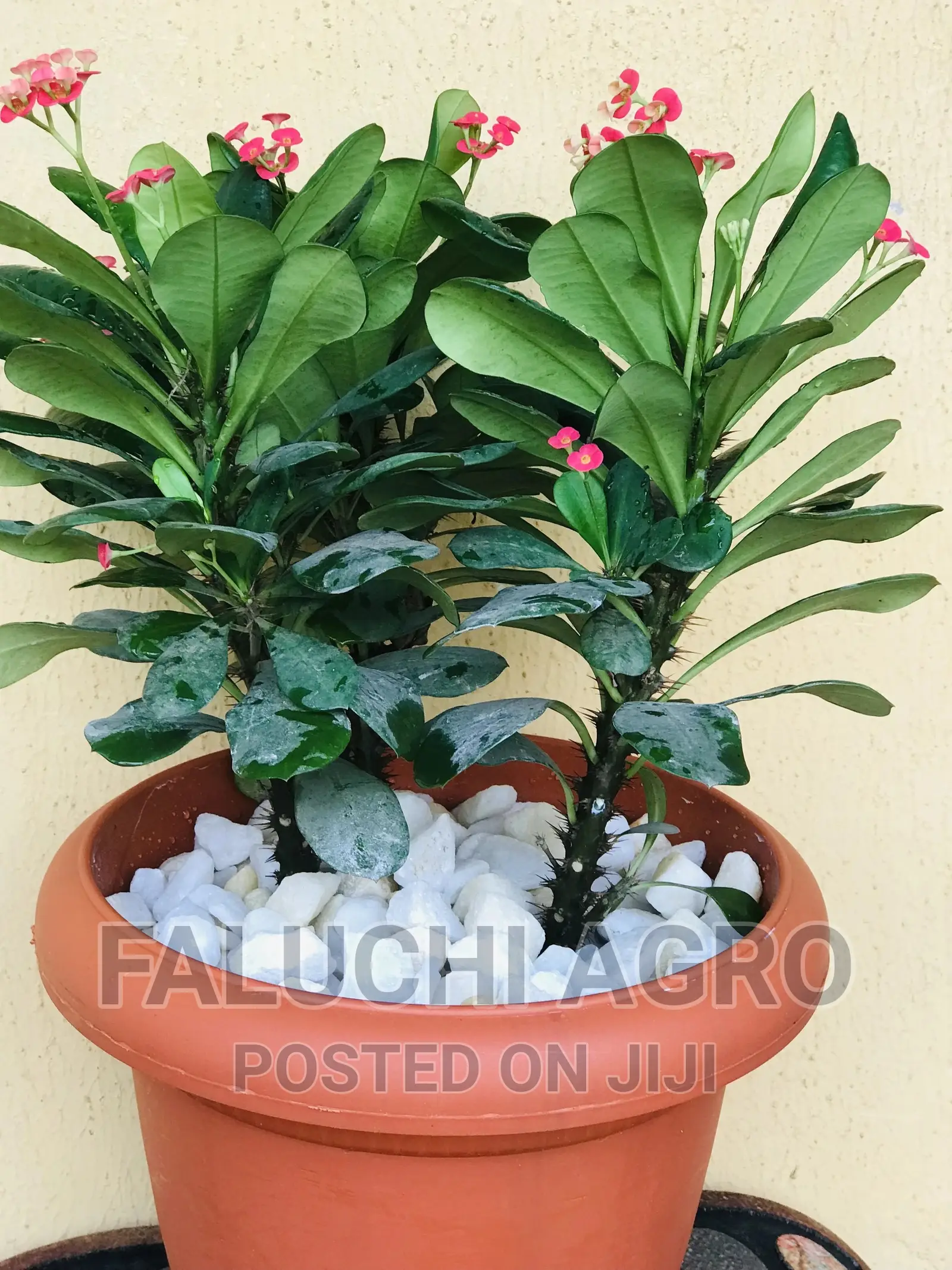 Potted Flowers (Natural)