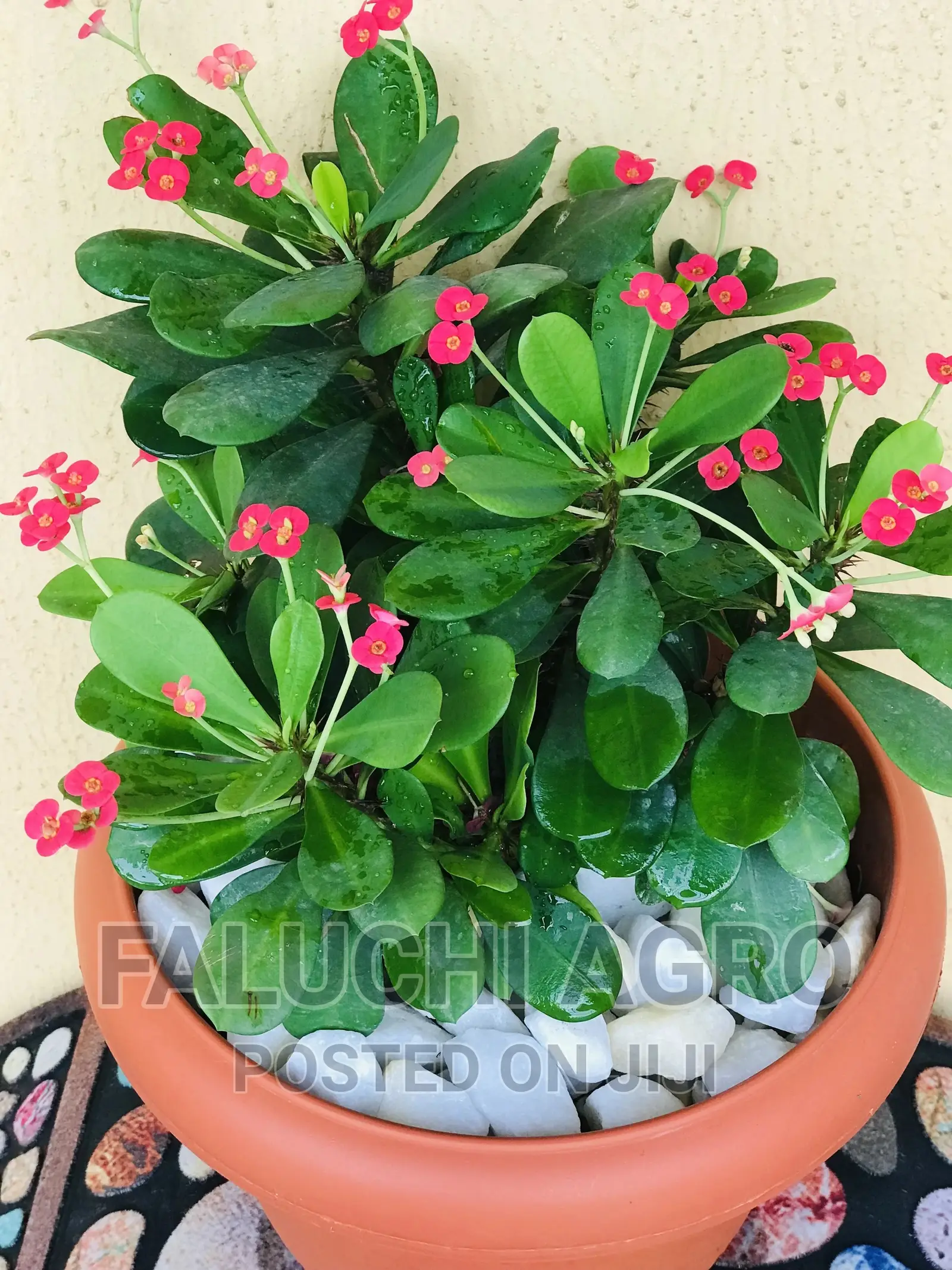 Potted Flowers (Natural)