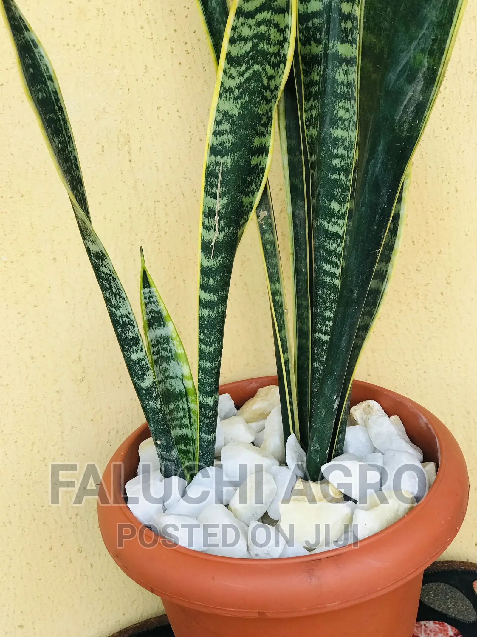 Potted Flowers (Natural)