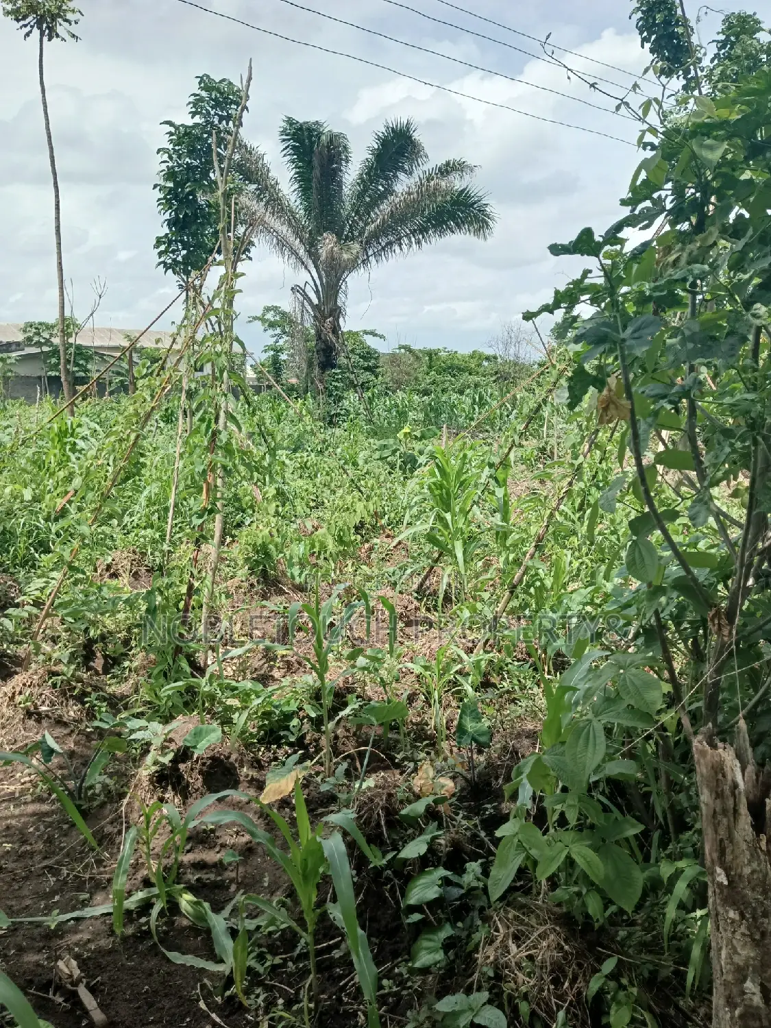 18plots of Dry Land at Old Akesan Igando Road