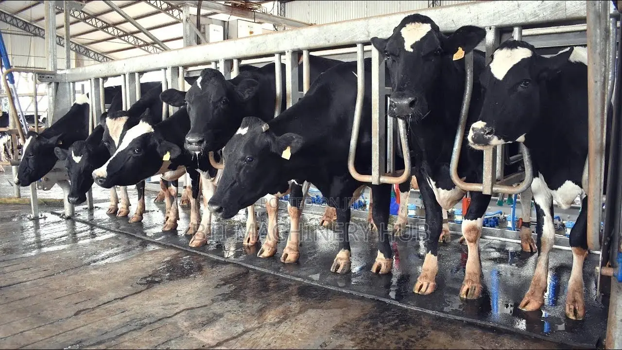 Cow Milking Parlour