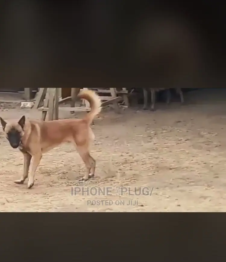 3-6 Month Female Purebred Belgian Malinois