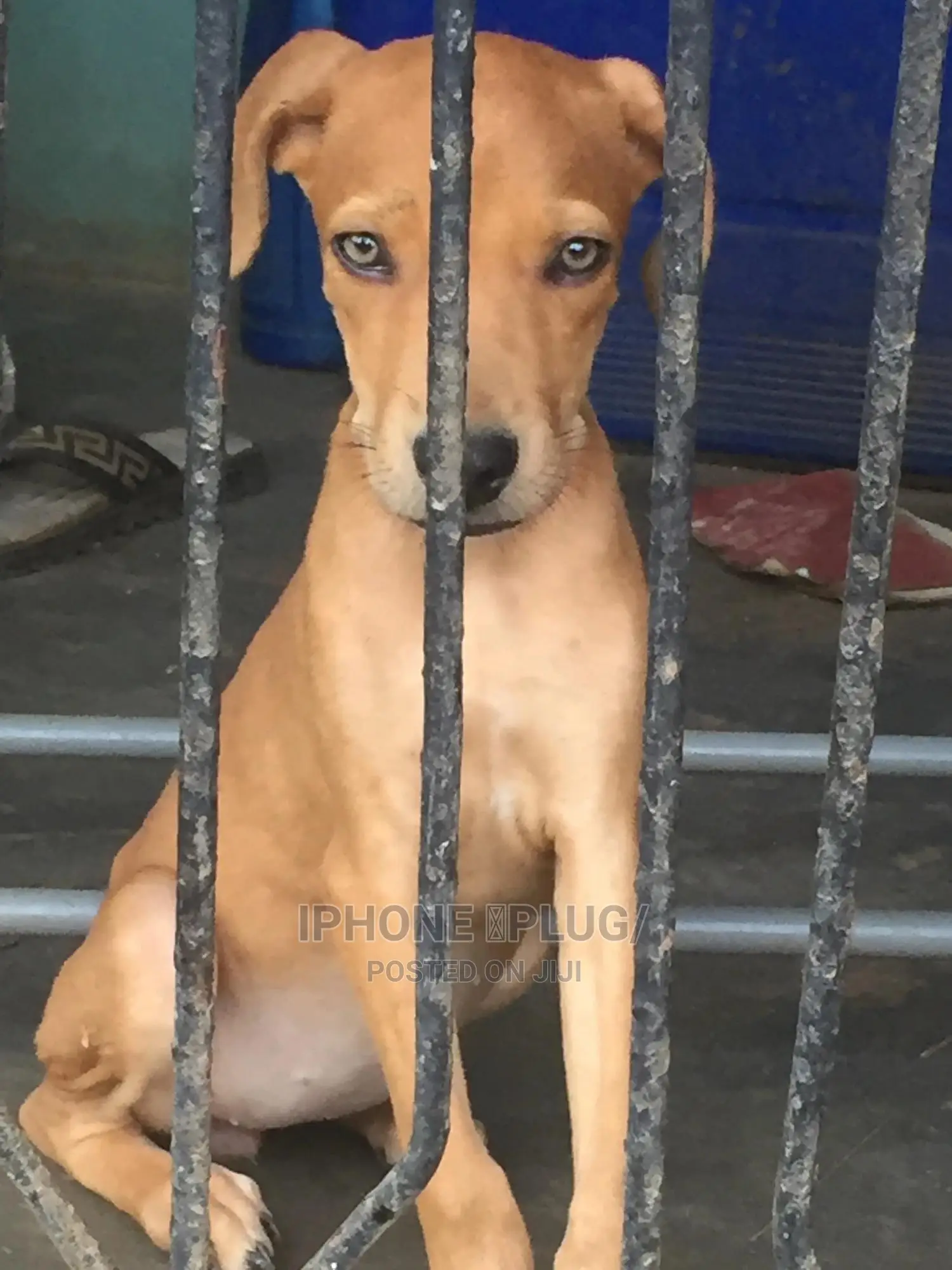 1-3 months Female Purebred Boerboel