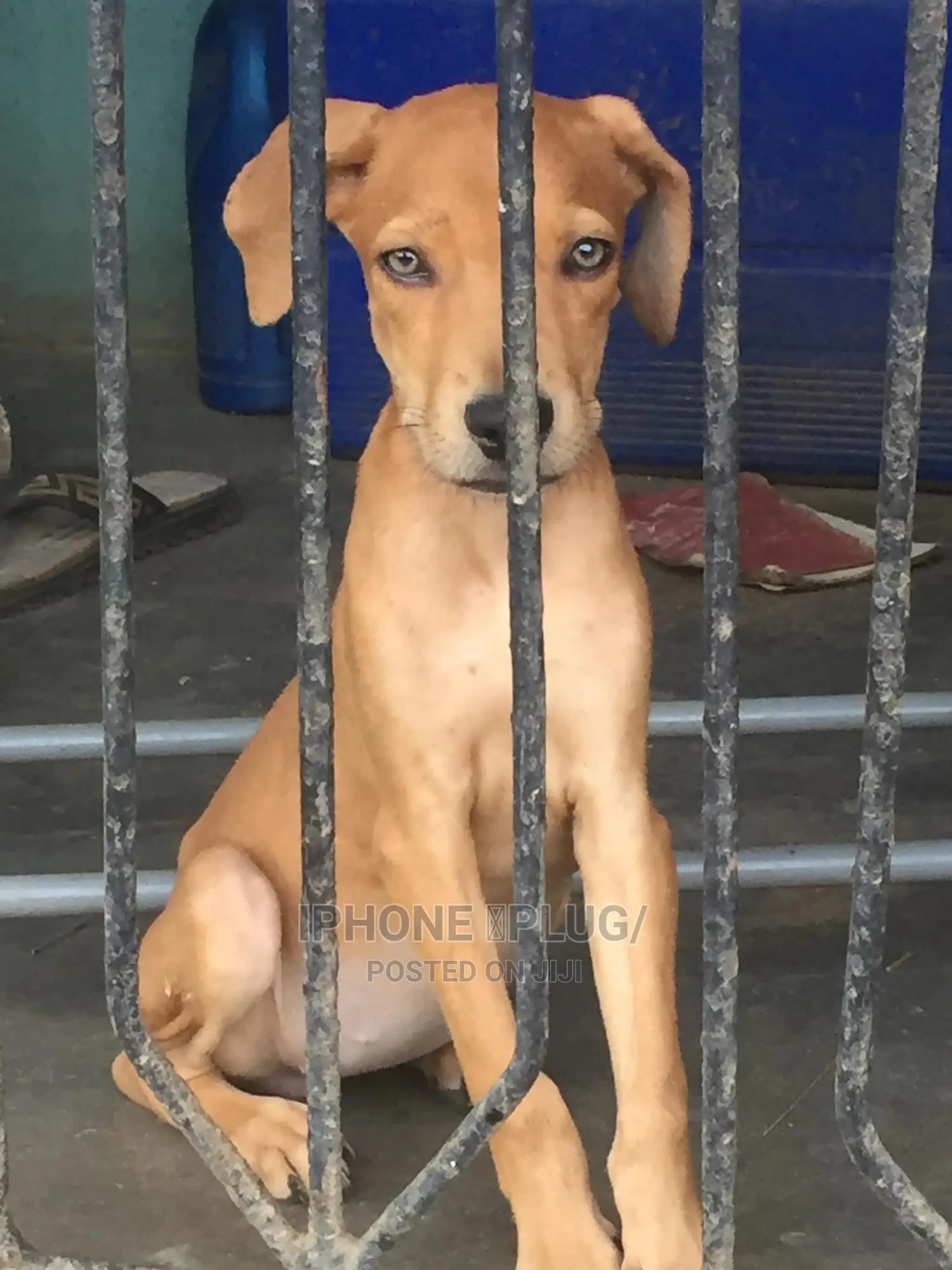 1-3 months Female Purebred Boerboel
