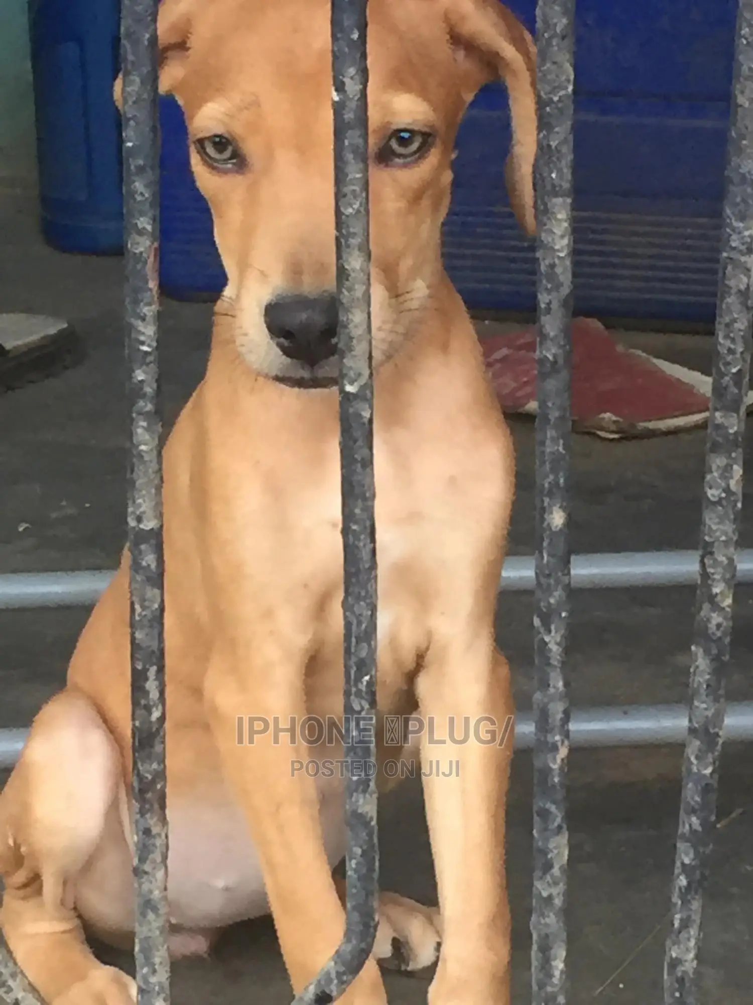 1-3 months Female Purebred Boerboel