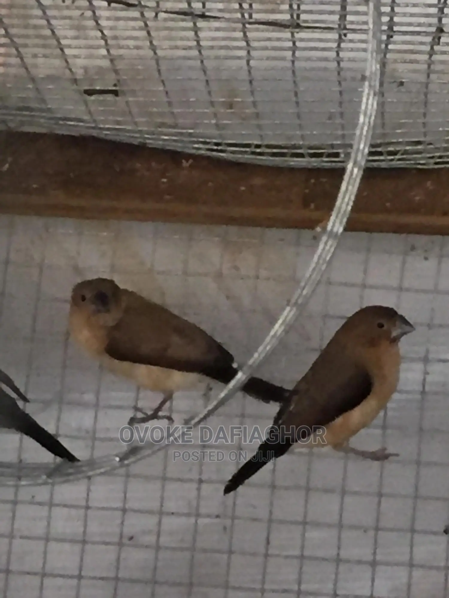 Hand Trained Finches