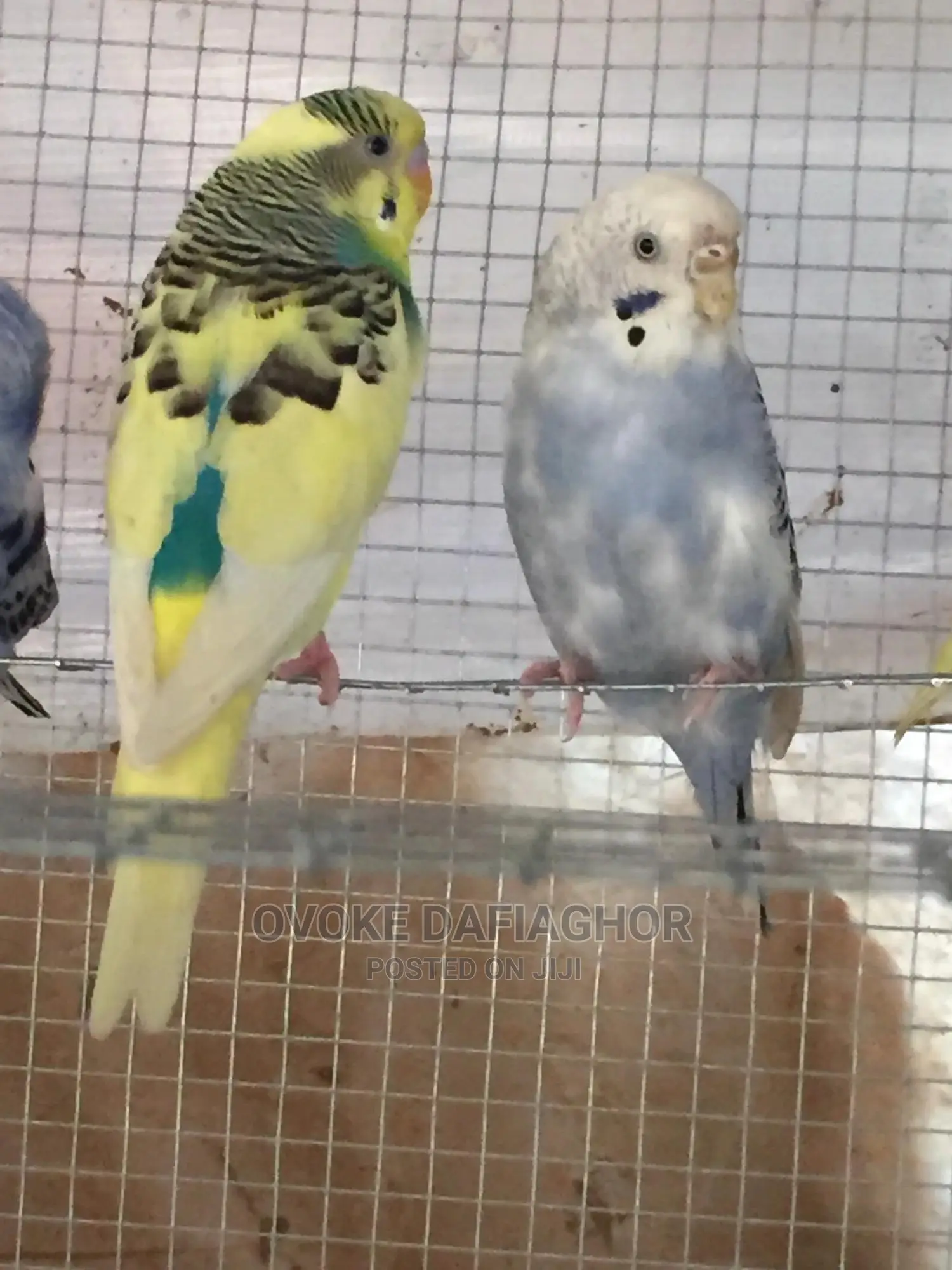 Royal Bulgies