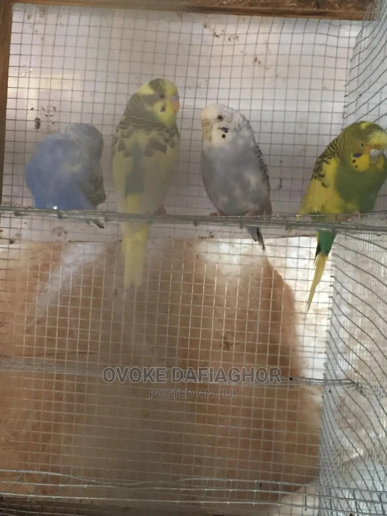 Royal Bulgies