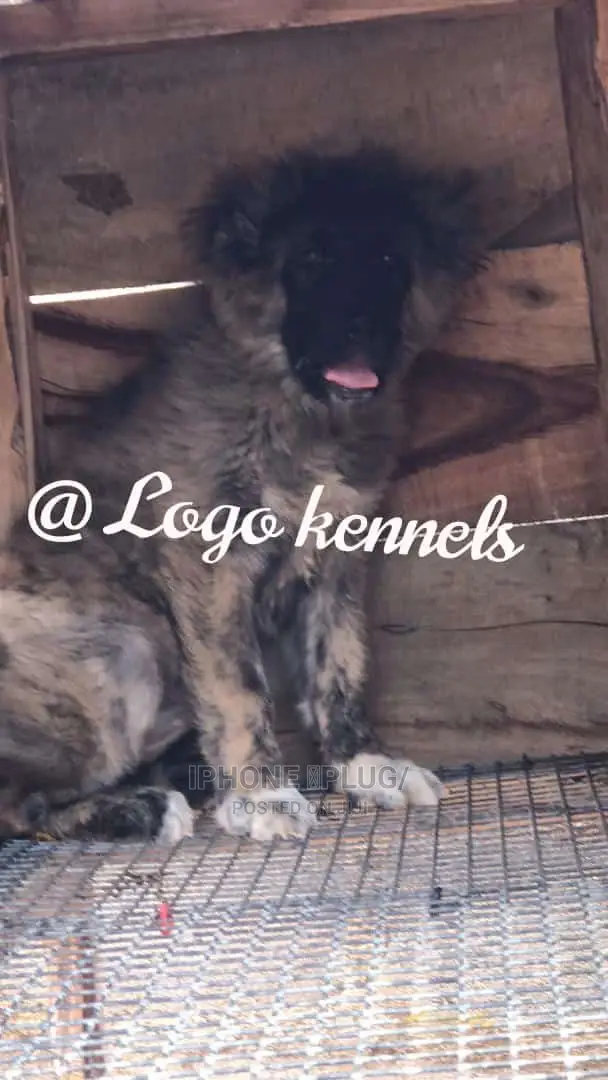 1-3 months Female Purebred Caucasian Shepherd