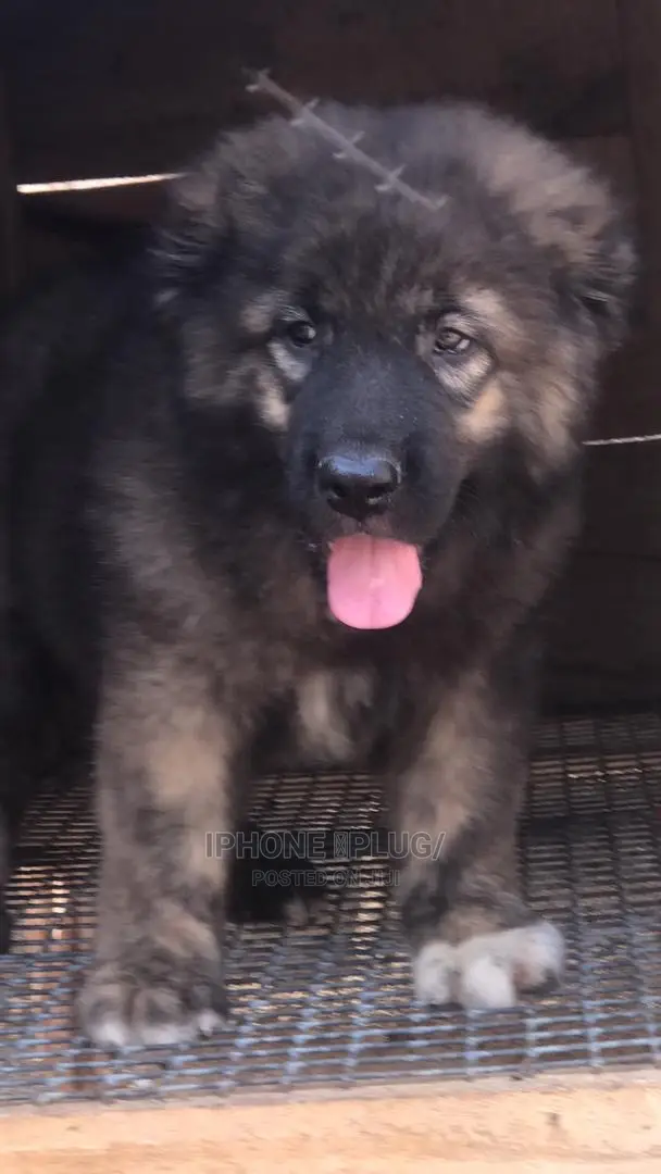 1-3 months Female Purebred Caucasian Shepherd