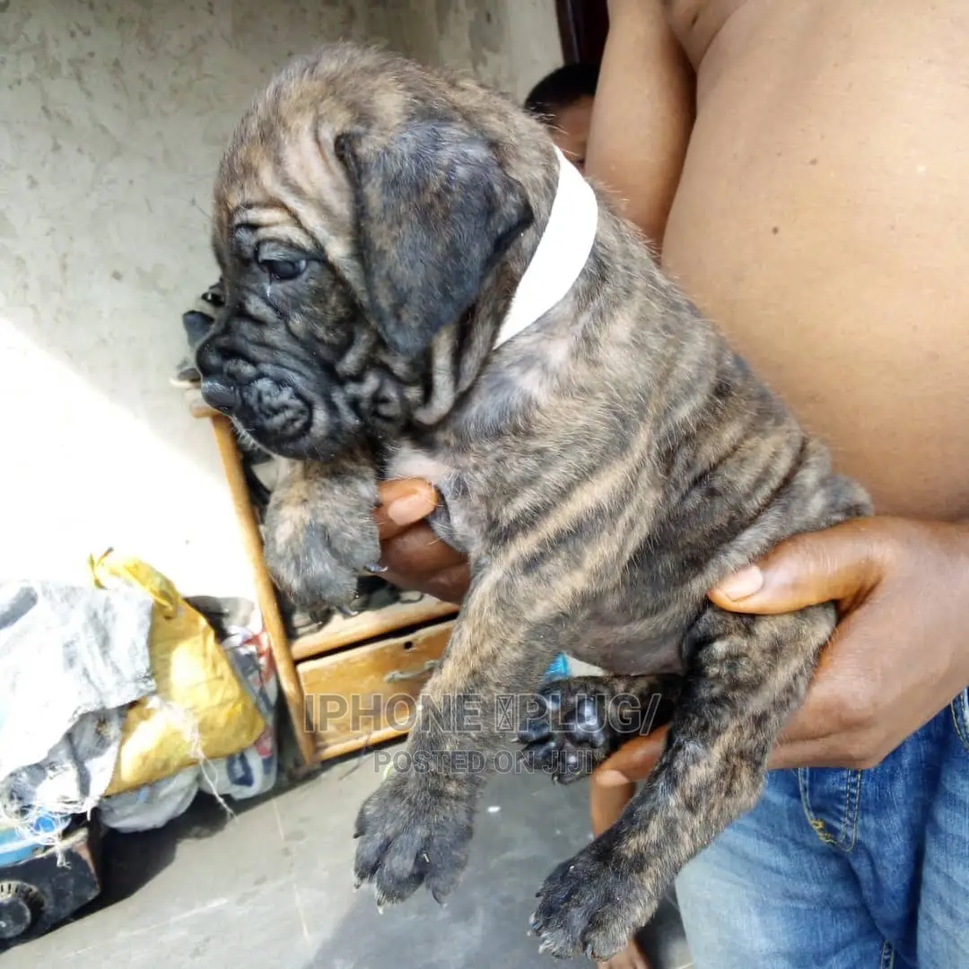 3-6 months Female Purebred Boerboel