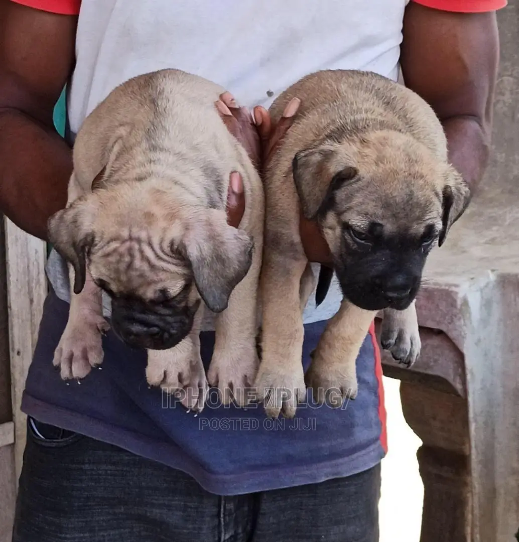 3-6 months Female Purebred Boerboel