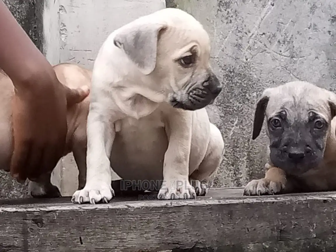 3-6 months Female Purebred Boerboel