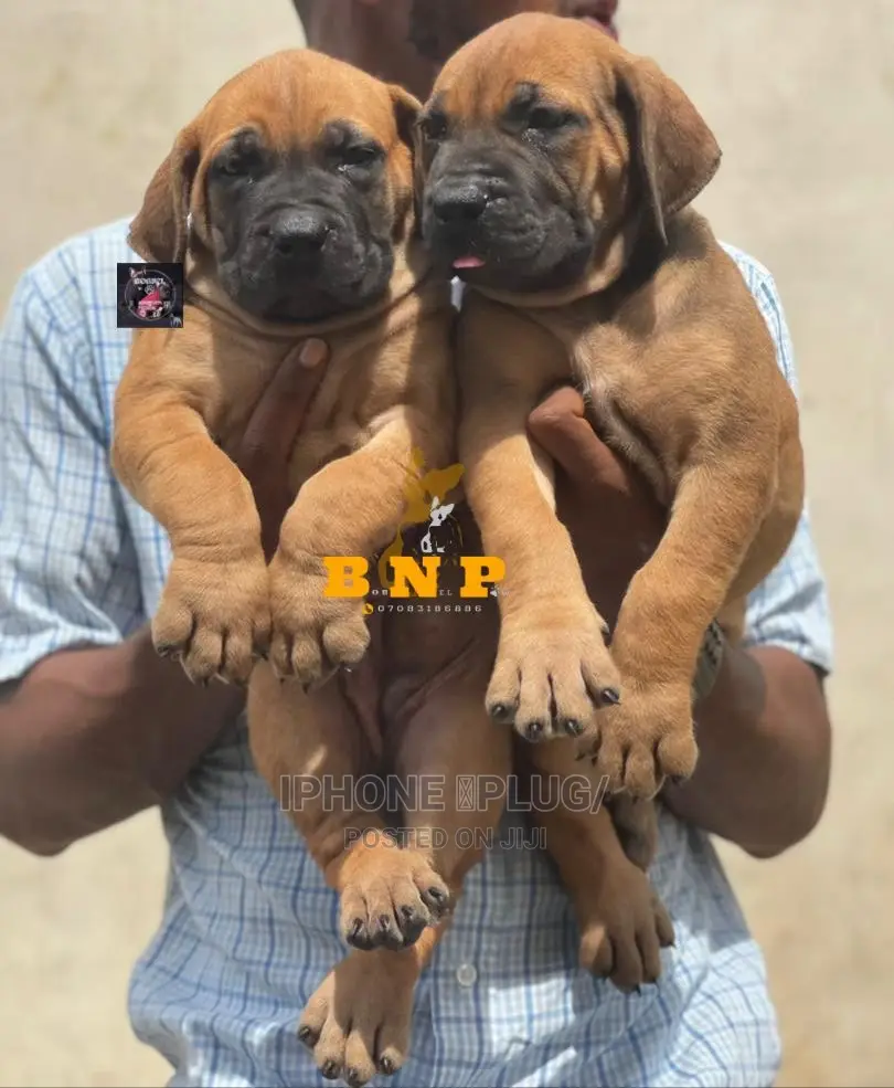 3-6 months Female Purebred Boerboel
