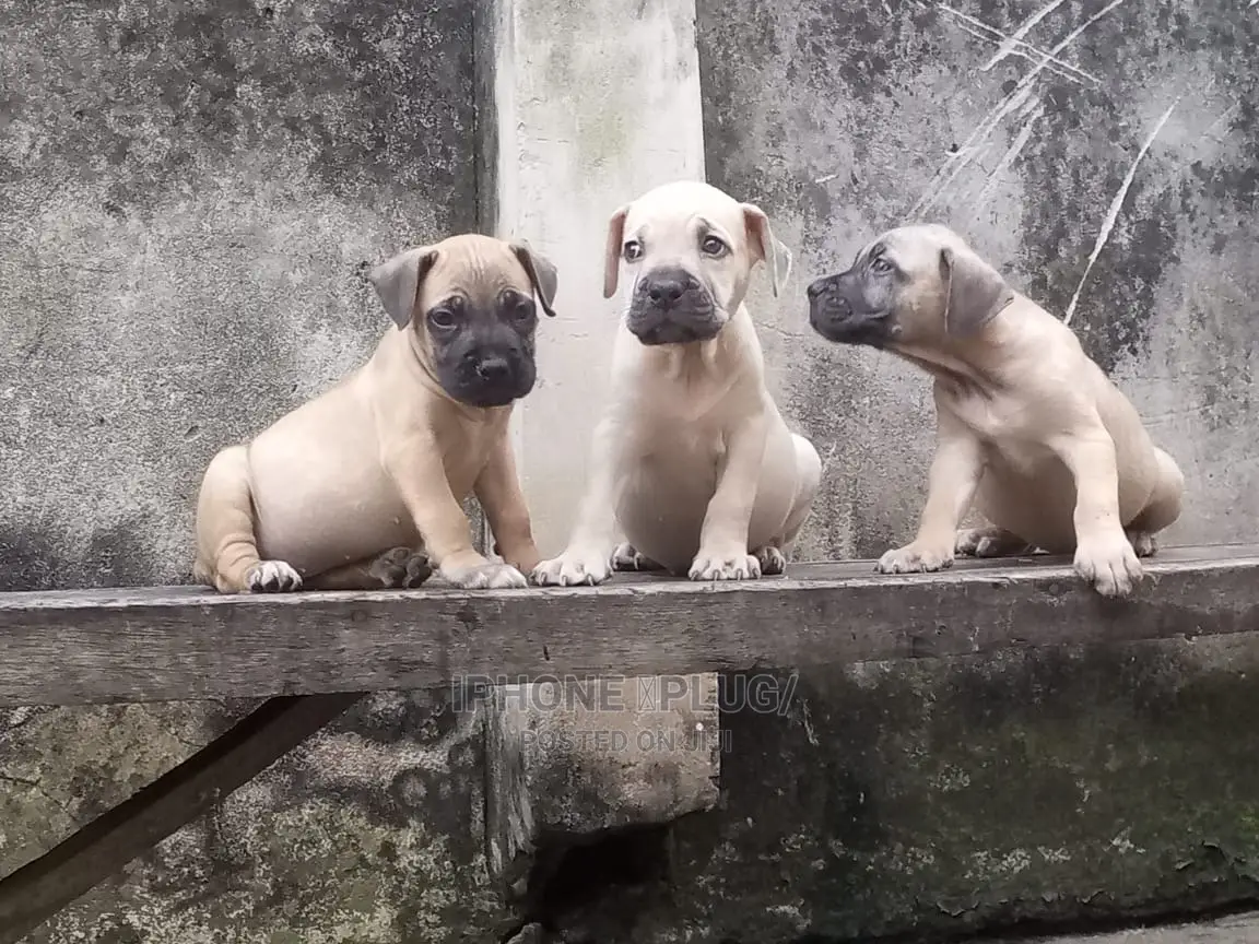 3-6 months Female Purebred Boerboel