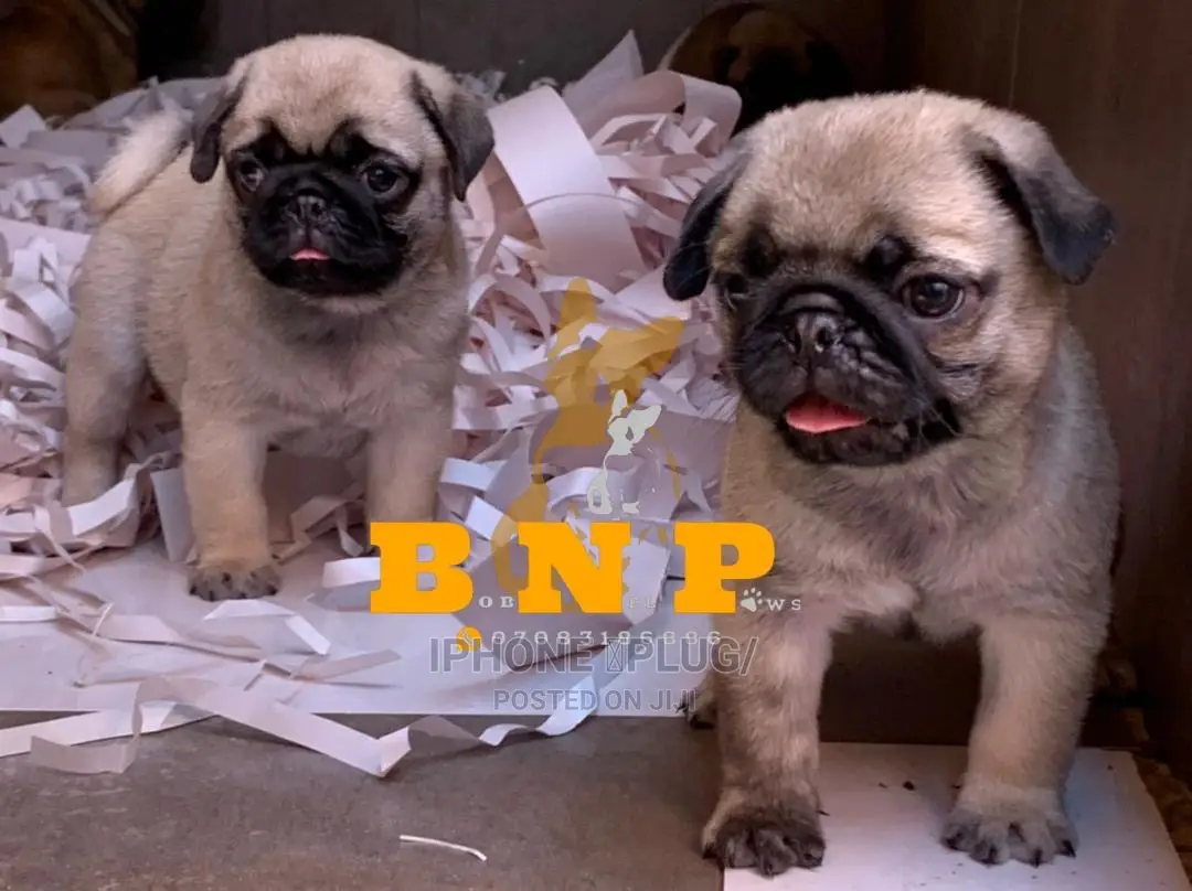 3-6 Months Male Purebred Pug