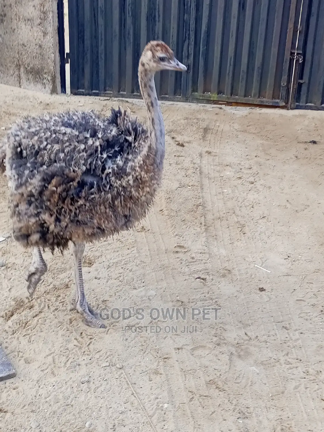 Baby Ostrich Is Available for Sale