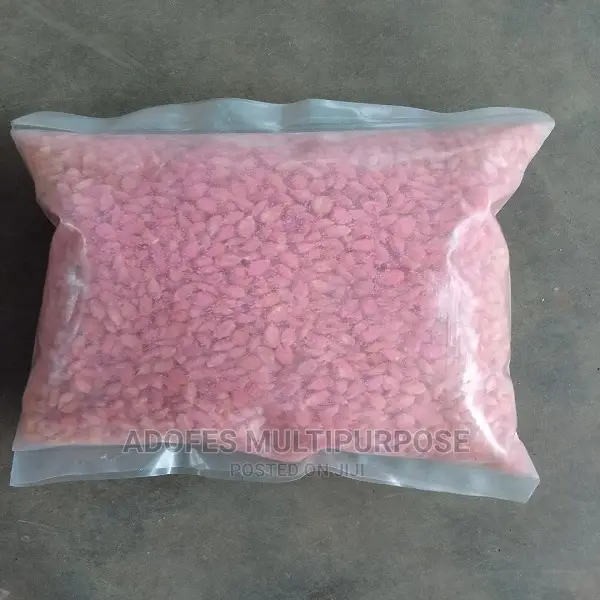 Pop Corn Seed for Planting
