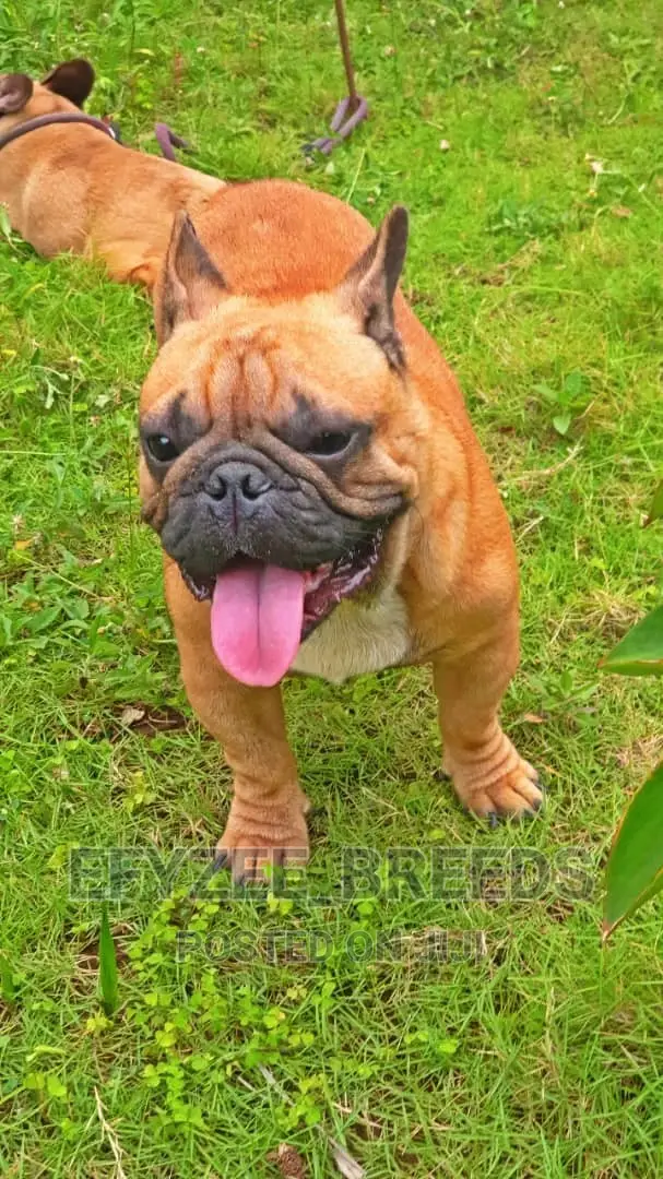 6-12 Month Male Purebred French Bulldog