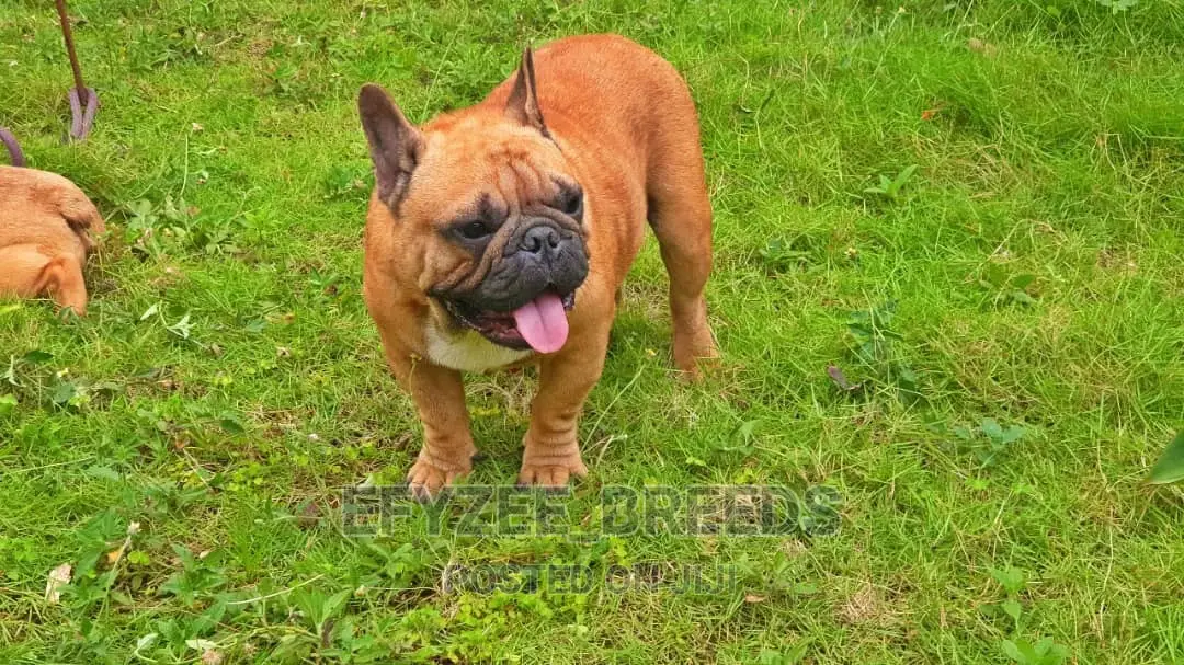 6-12 Month Male Purebred French Bulldog