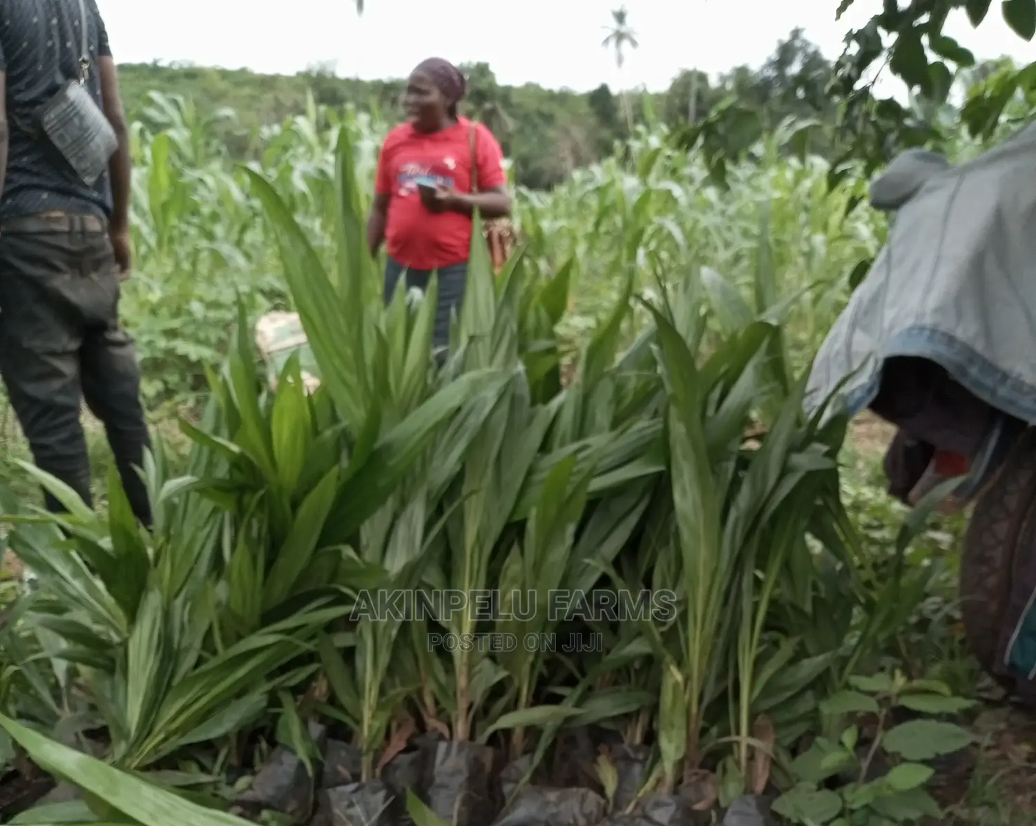 Hybrid Oil Palm Seedlings .