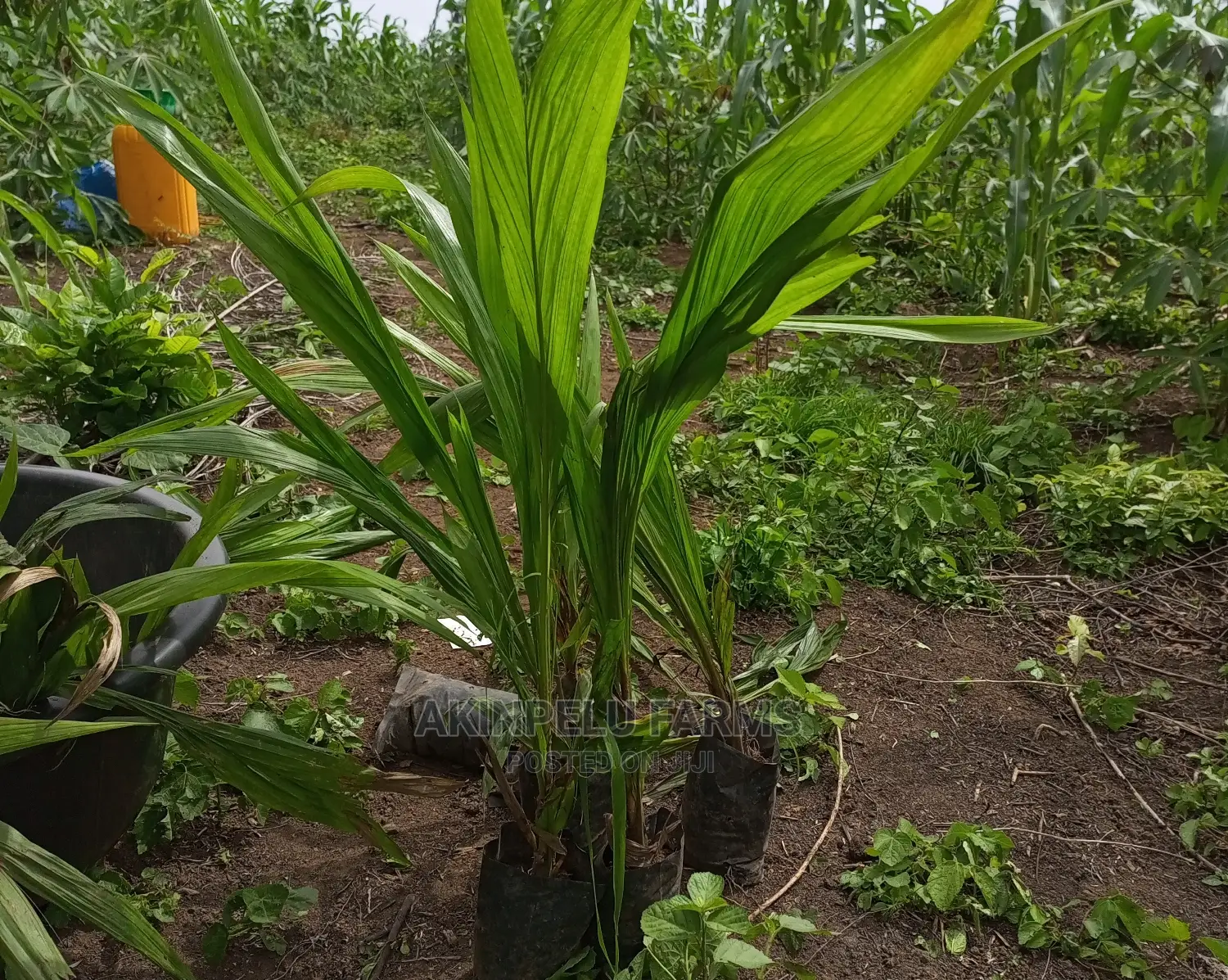 Hybrid Oil Palm Seedlings .