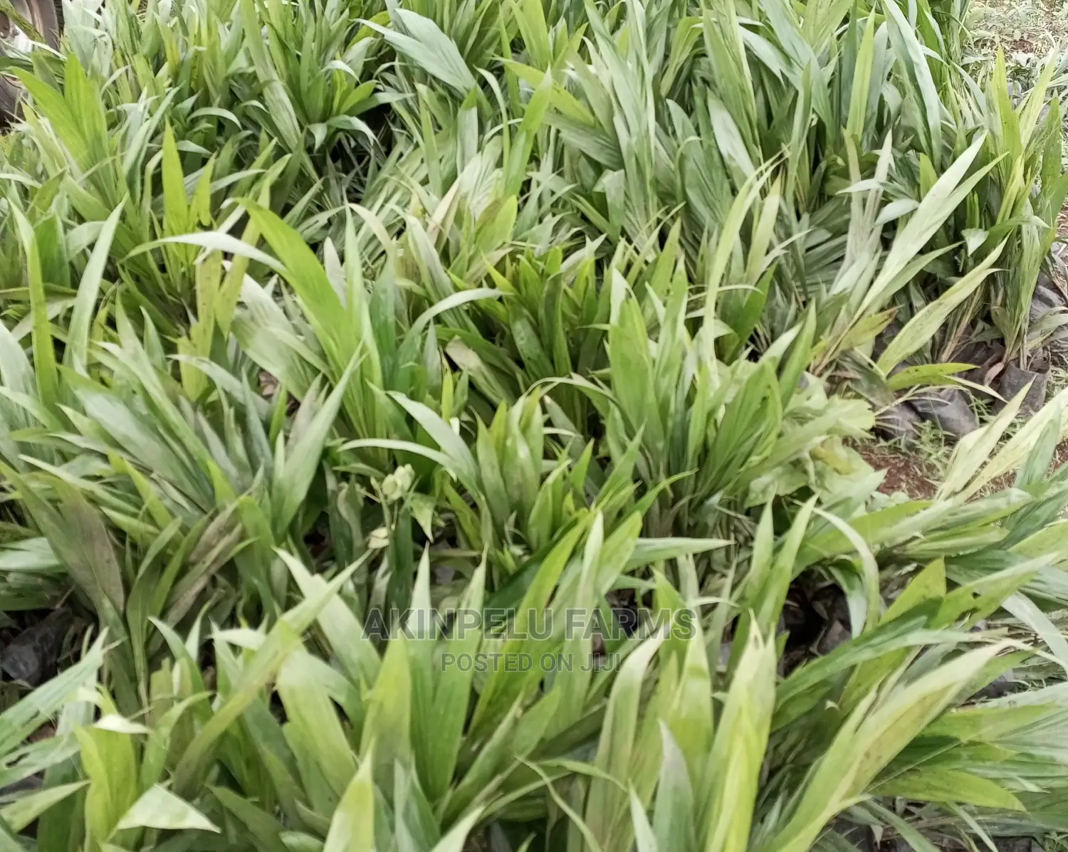 HYBRID TENERA PALM SEEDLINGS-"Grow for Me"