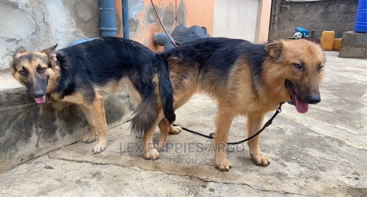1-3 months Male Purebred German Shepherd