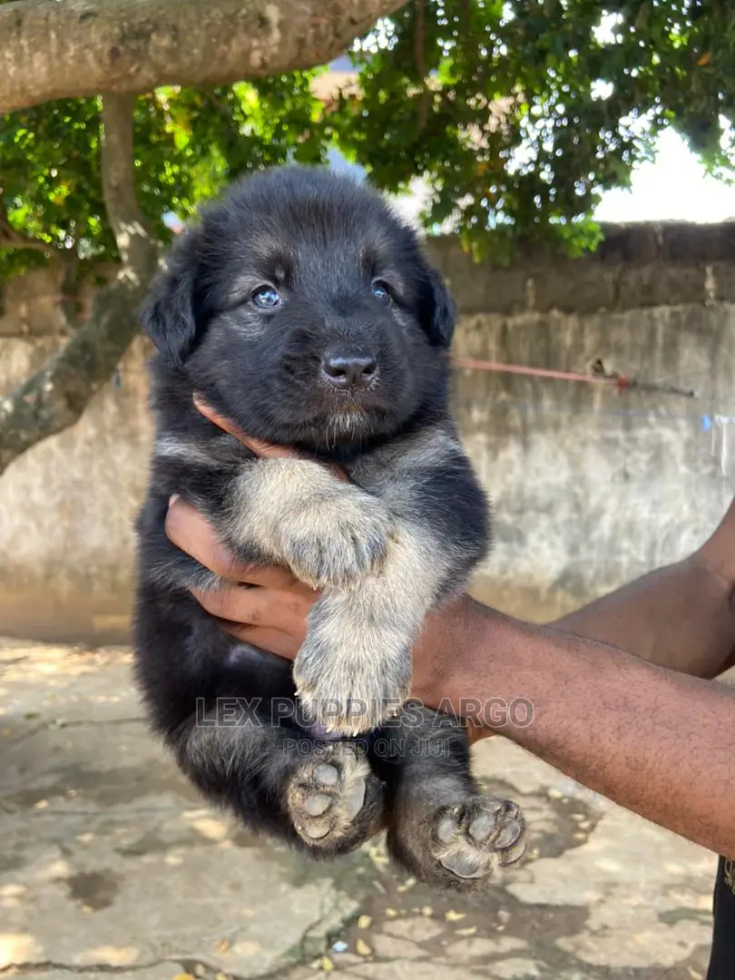 1-3 months Male Purebred German Shepherd