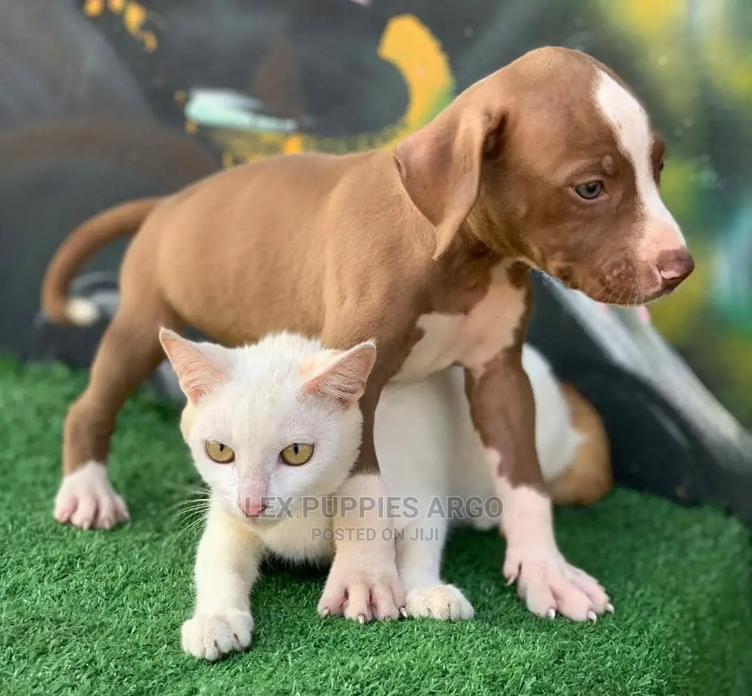 1-3 months Female Purebred American Pit Bull Terrier