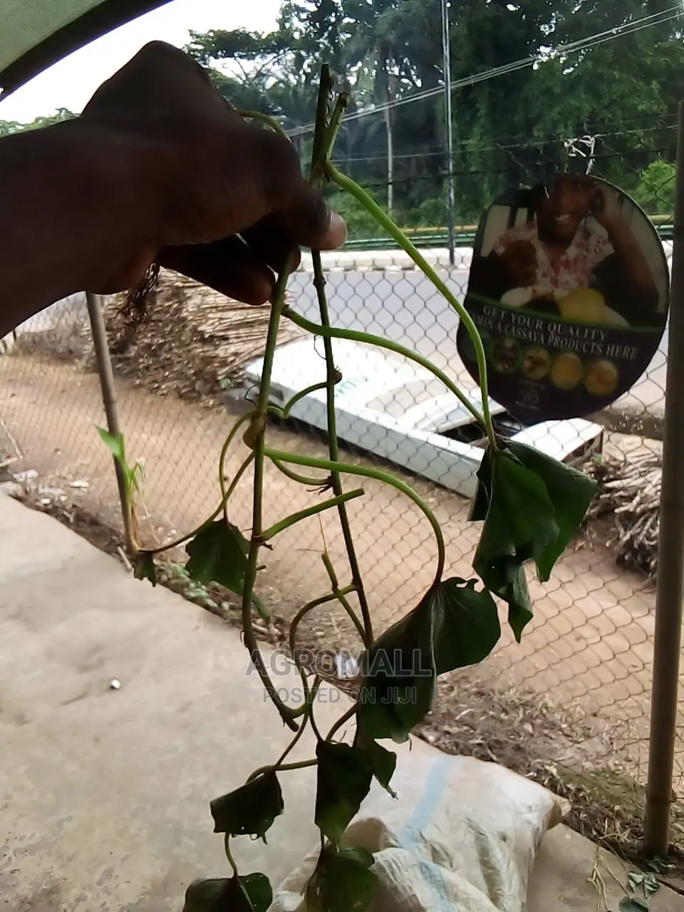 Sweet Potato Vine_25kg Bag