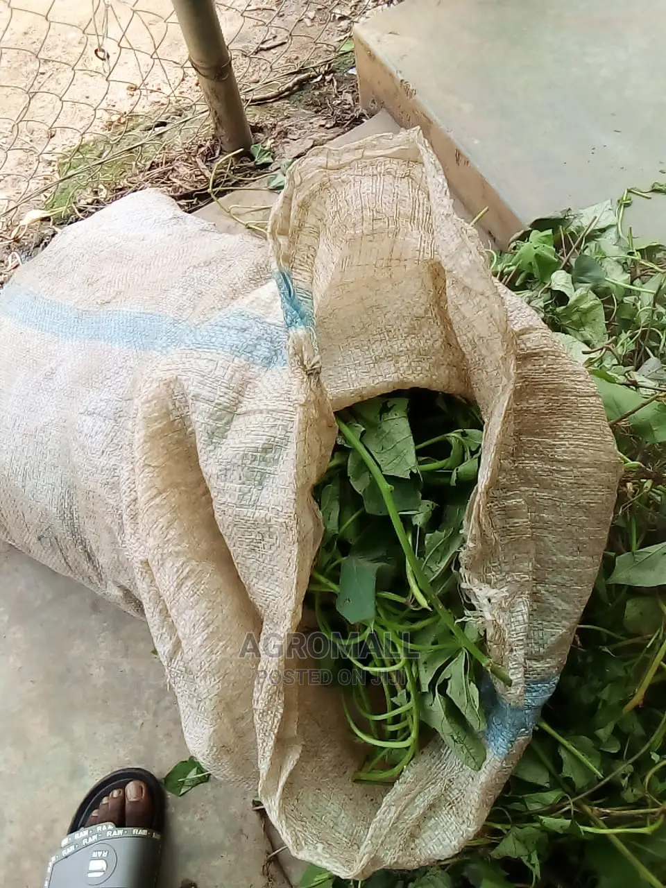 Sweet Potato Vine_25kg Bag