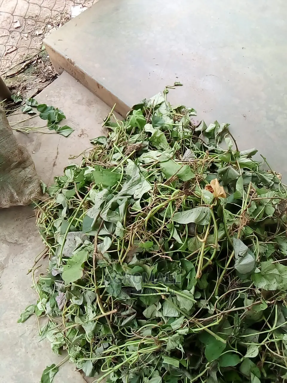 Sweet Potato Vine_25kg Bag