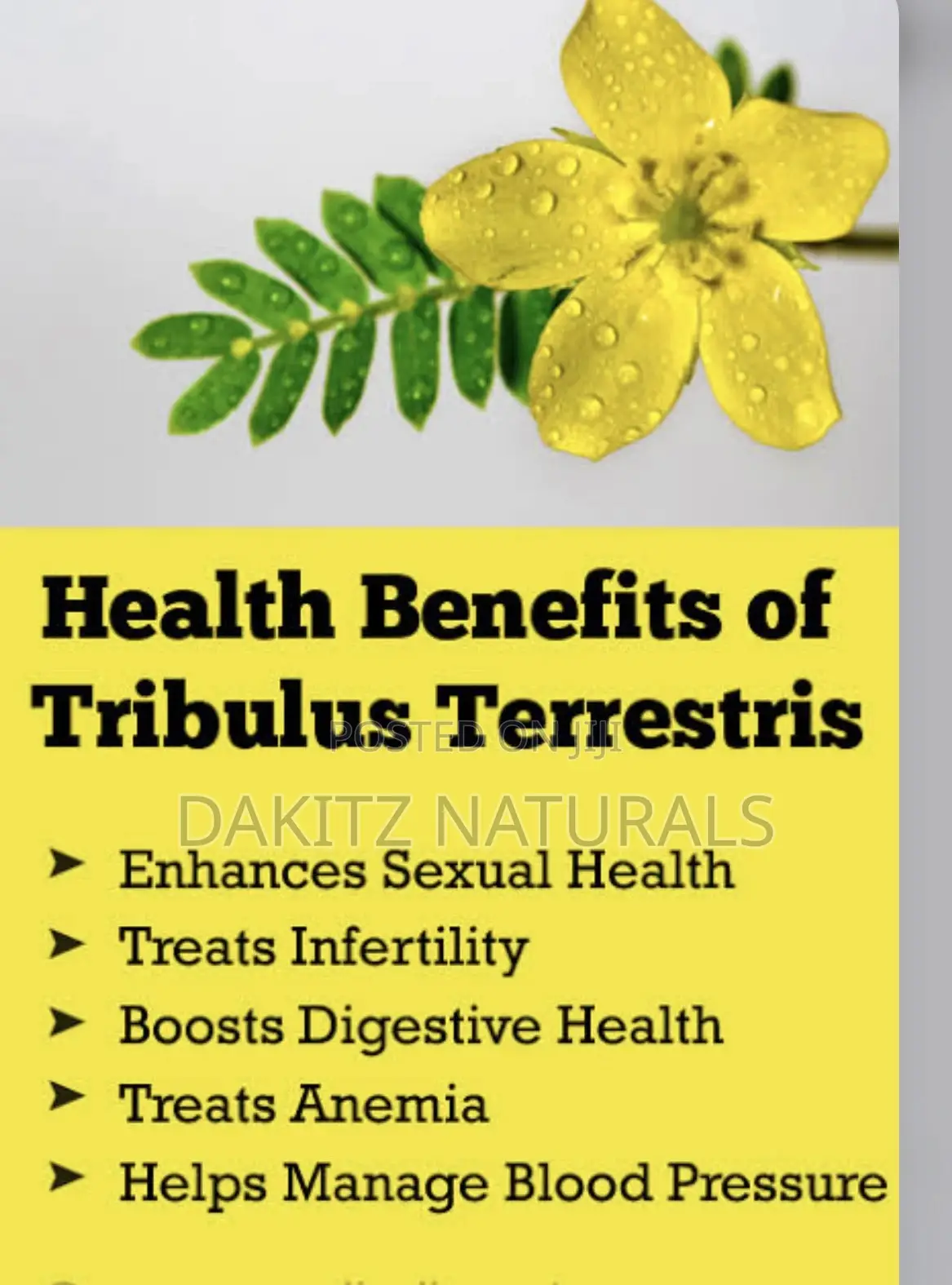 Tribulus Terrstris Powder (Gokshur) 50g