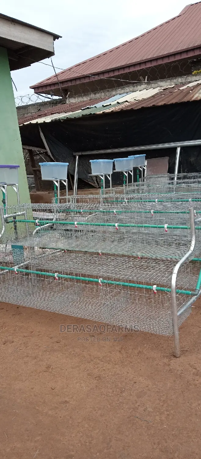 Day Old Chick's Cage