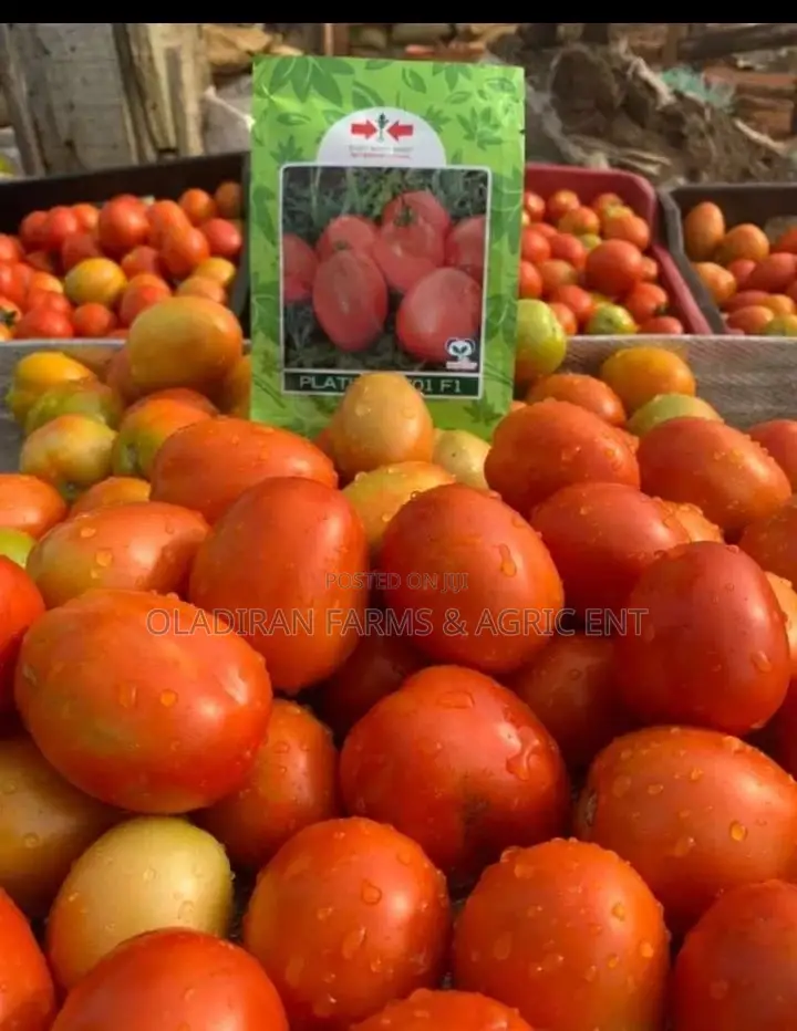 Platinum 701 Hybrid Tomato Seed ( East West Seed)
