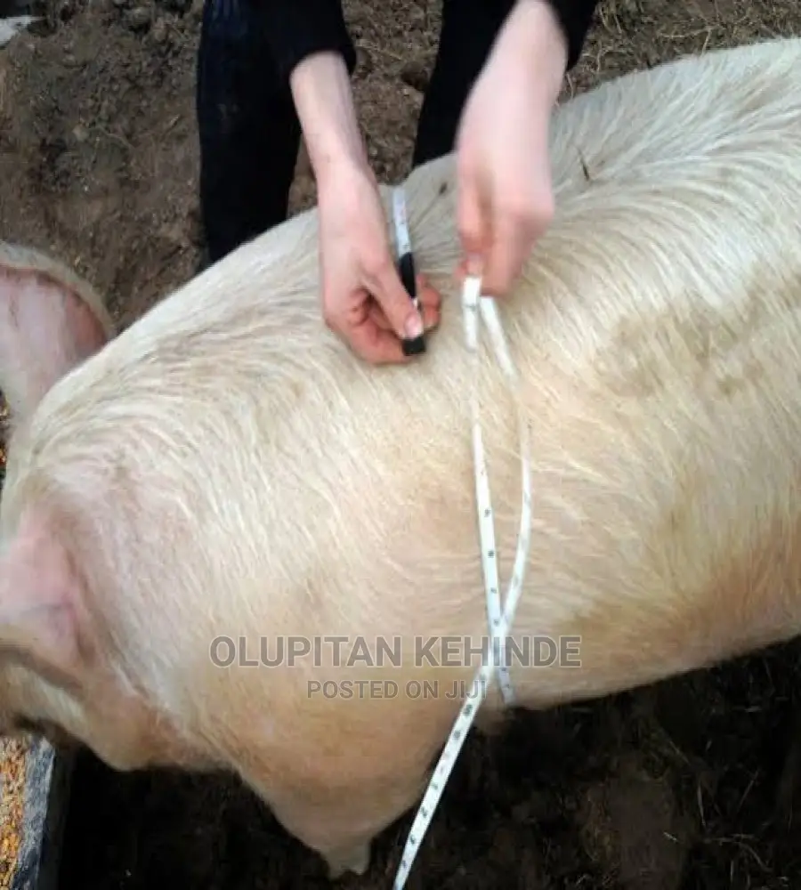 Animal Weight Measurement Tape 1000kg